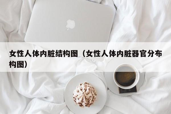 女性人体内脏结构图（女性人体内脏器官分布构图）