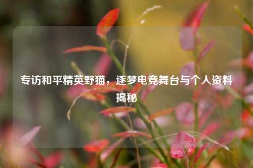 专访和平精英野猫，逐梦电竞舞台与个人资料揭秘